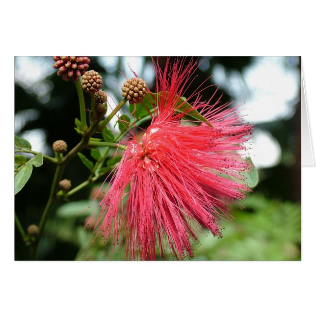 A flower named Phoenix (Front Horizontal)