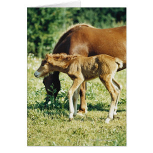 A foal and a horse in a pasture.