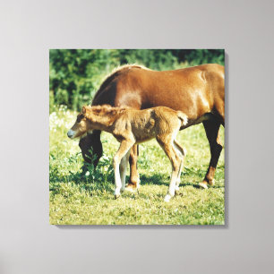 A foal and a horse in a pasture. canvas print