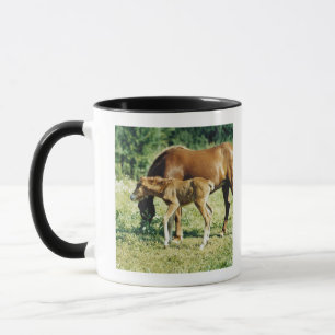 A foal and a horse in a pasture. mug
