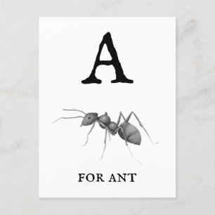 "A" for Ant Postcard