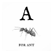 "A" for Ant Poster