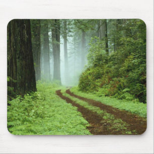 A forest path in Redwoods State Park, California. Mouse Mat