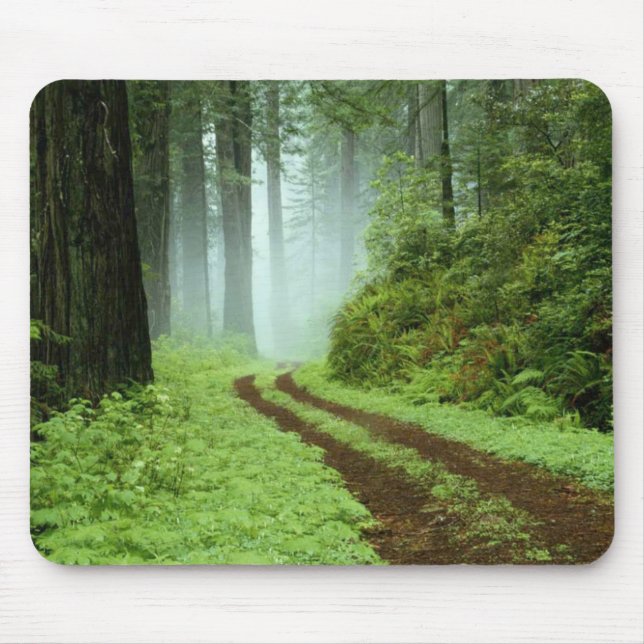 A forest path in Redwoods State Park, California. Mouse Mat (Front)