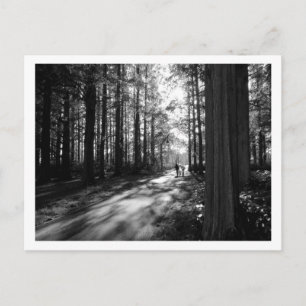 A Forest Walk: Mizumoto Park, Tokyo Postcard