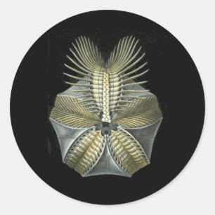 A Fossil Sea Urchin Classic Round Sticker