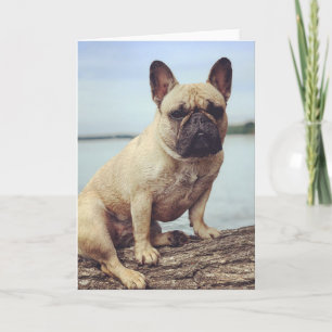 A French Bulldog Card