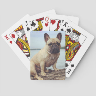 A French Bulldog Playing Cards