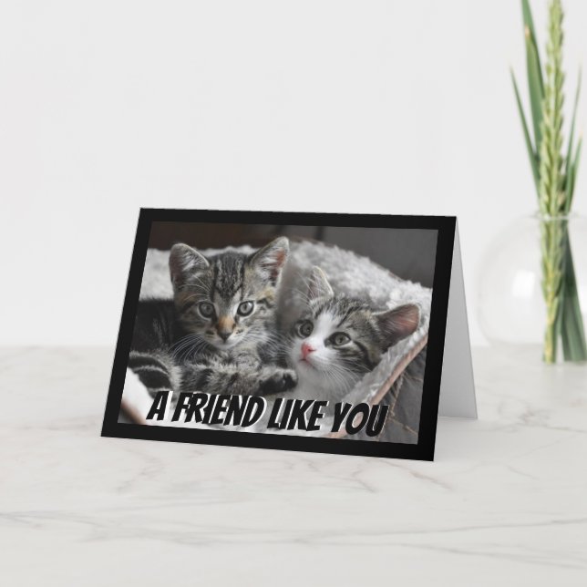 A Friend Like You Cute Kittens Cat Animal Card (Front)