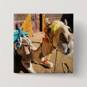 A friendly camel awaits its next rider, Cairo, 15 Cm Square Badge