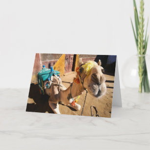 A friendly camel awaits its next rider, Cairo, Card