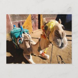 A friendly camel awaits its next rider, Cairo, Postcard
