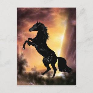 A Friesian Stallion horse rearing Postcard