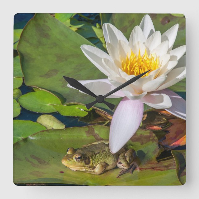A frog under a flower of water lily square wall clock (Front)