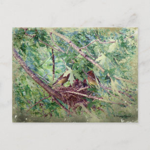 A Full Nest, Parents and Baby Birds Postcard