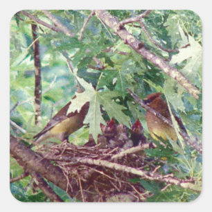 A Full Nest, Parents and Baby Birds Square Sticker