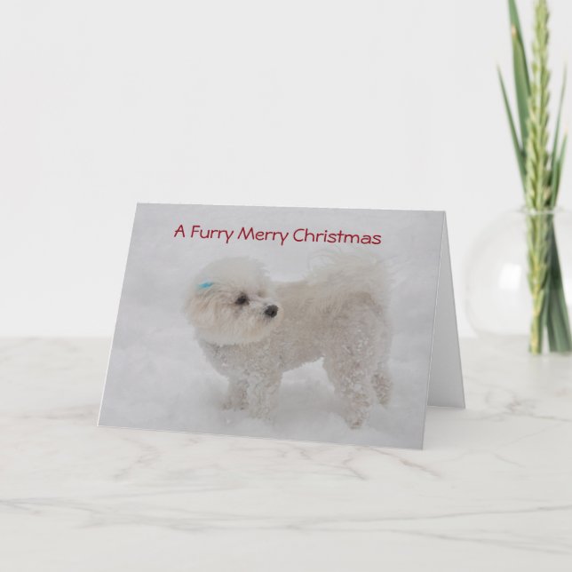 "A Furry Merry Christmas" Bichon Card (Front)