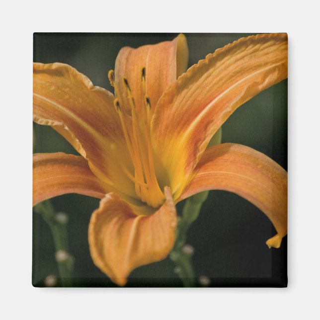 A Garden Delight Magnet (Front)