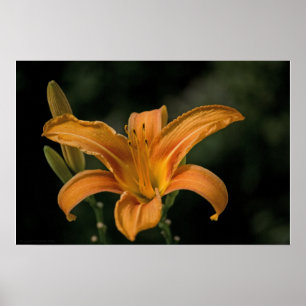 A Garden Delight Print