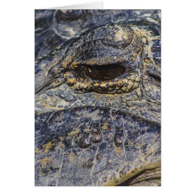 A Gator's Eye (Front)