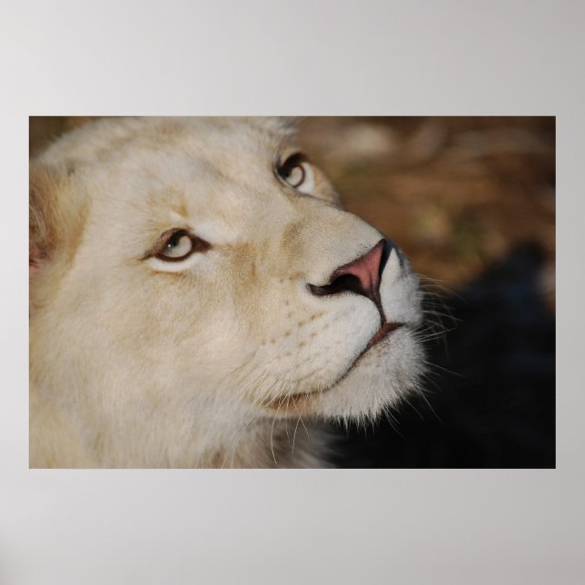 A gentle lion face South Africa Poster (Front)