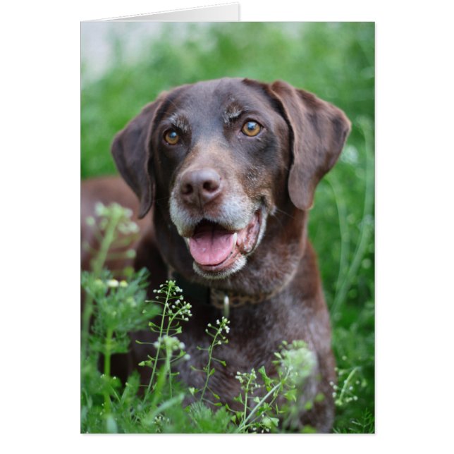 A German Shorthaired Pointer dog in the grass (Front)