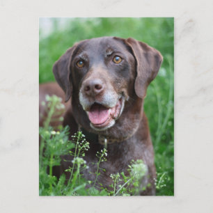 A German Shorthaired Pointer dog in the grass Postcard