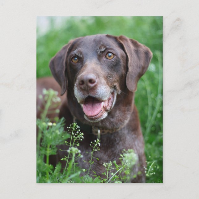 A German Shorthaired Pointer dog in the grass Postcard (Front)