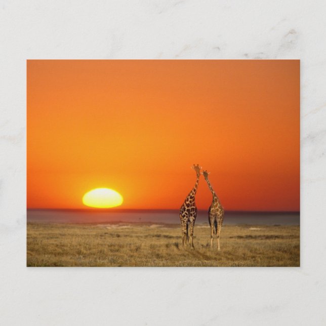 A Giraffe couple walks into the sunset, in Postcard (Front)