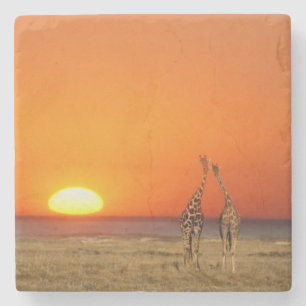 A Giraffe couple walks into the sunset, in Stone Coaster
