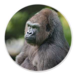 A Glance from Gorilla Vizuri Ceramic Knob