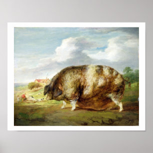 A Gloucestershire Old Spot (oil on panel) Poster