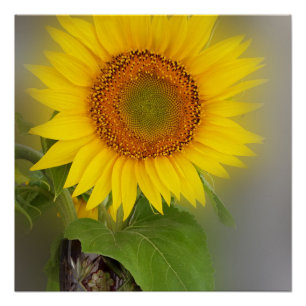 a glowing sunflower poster
