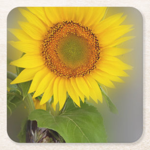 a glowing sunflower square paper coaster