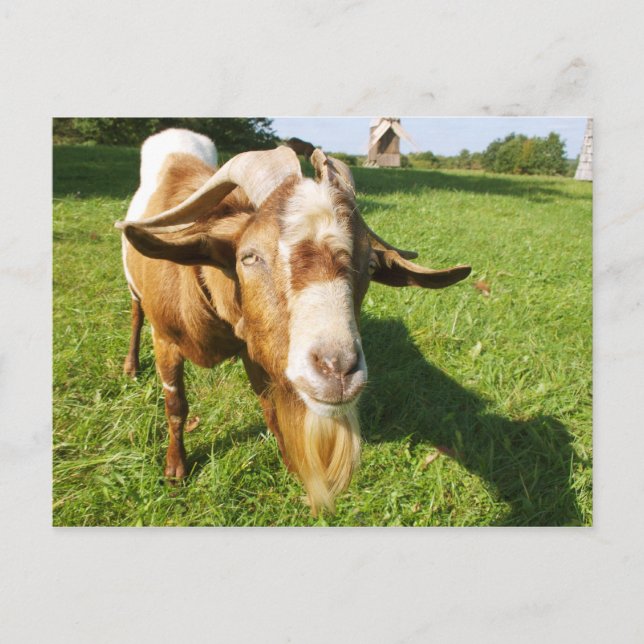 A goat - postcard (Front)