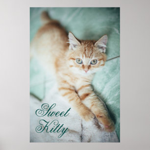 A Golden Colour Kitten Lying Down Poster