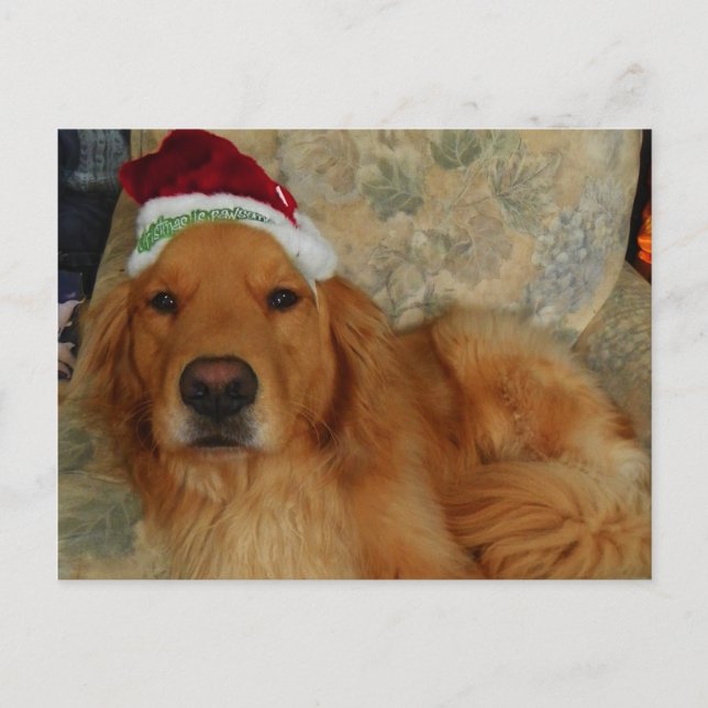 A Golden Retriever at Christmas with Santa Hat Holiday Postcard (Front)