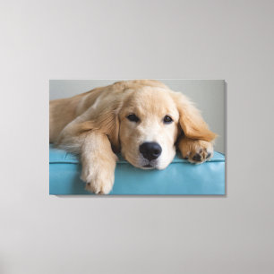 A Golden Retriever Puppy Canvas Print