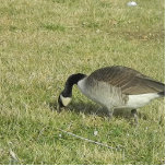 a goose feeding. standing photo sculpture<br><div class="desc">a goose rooting through the grass  for food.</div>