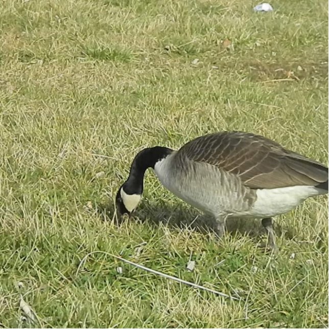 a goose feeding. standing photo sculpture (Front)