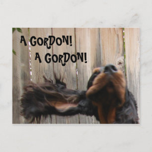 A GORDON! A GORDON!, Gordon Setter Postcard