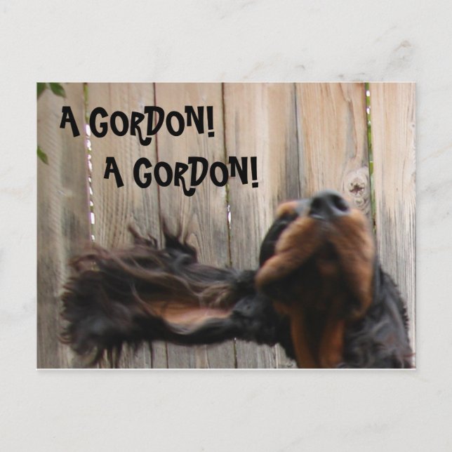A GORDON! A GORDON!, Gordon Setter Postcard (Front)