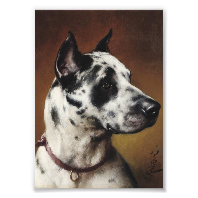 A Great Dane Photo (Front)