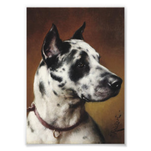 A Great Dane Photo Print
