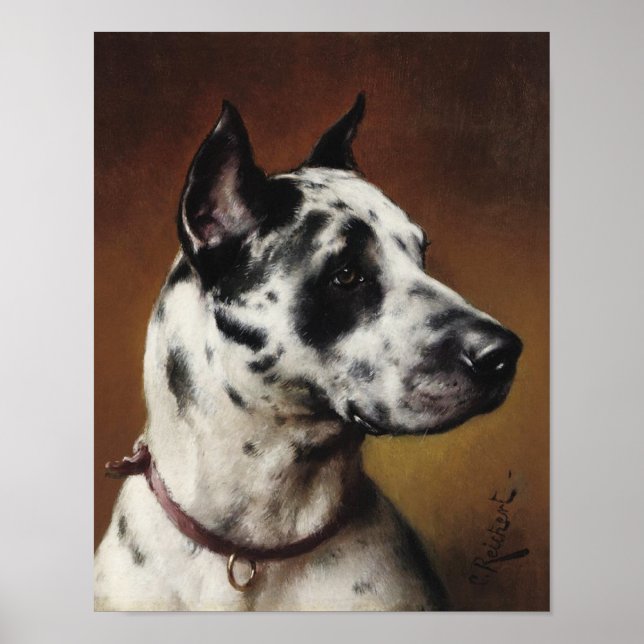 A Great Dane Poster (Front)