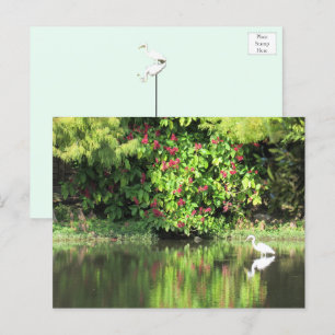 A Great Egret Fishing in the Swamp Holiday Postcard