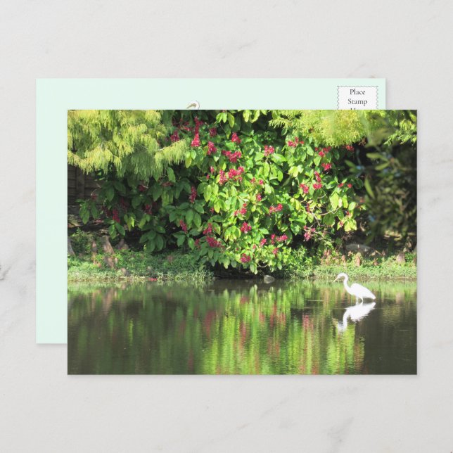A Great Egret Fishing in the Swamp Holiday Postcard (Front/Back)