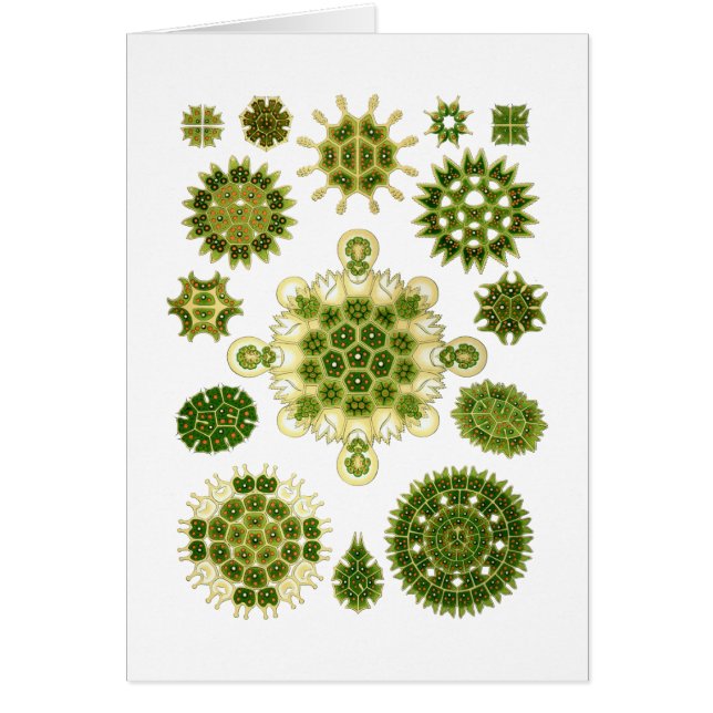 A Green Algae (Front)