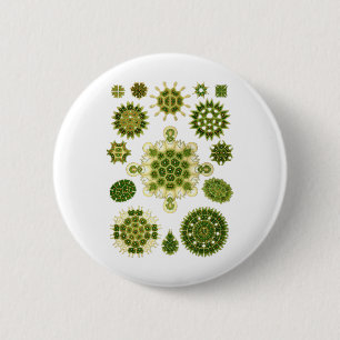 A Green Algae 6 Cm Round Badge