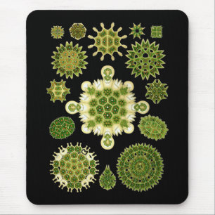A Green Algae Mouse Mat